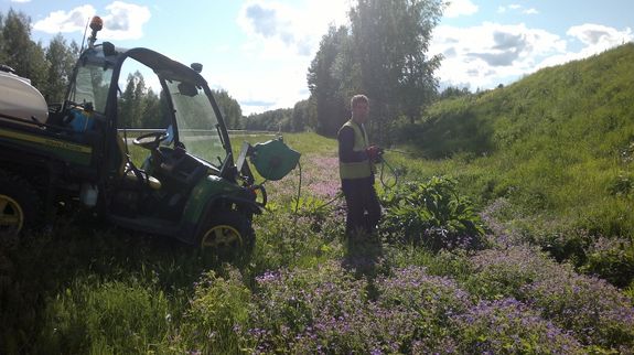 Jättiputken torjuntatyö